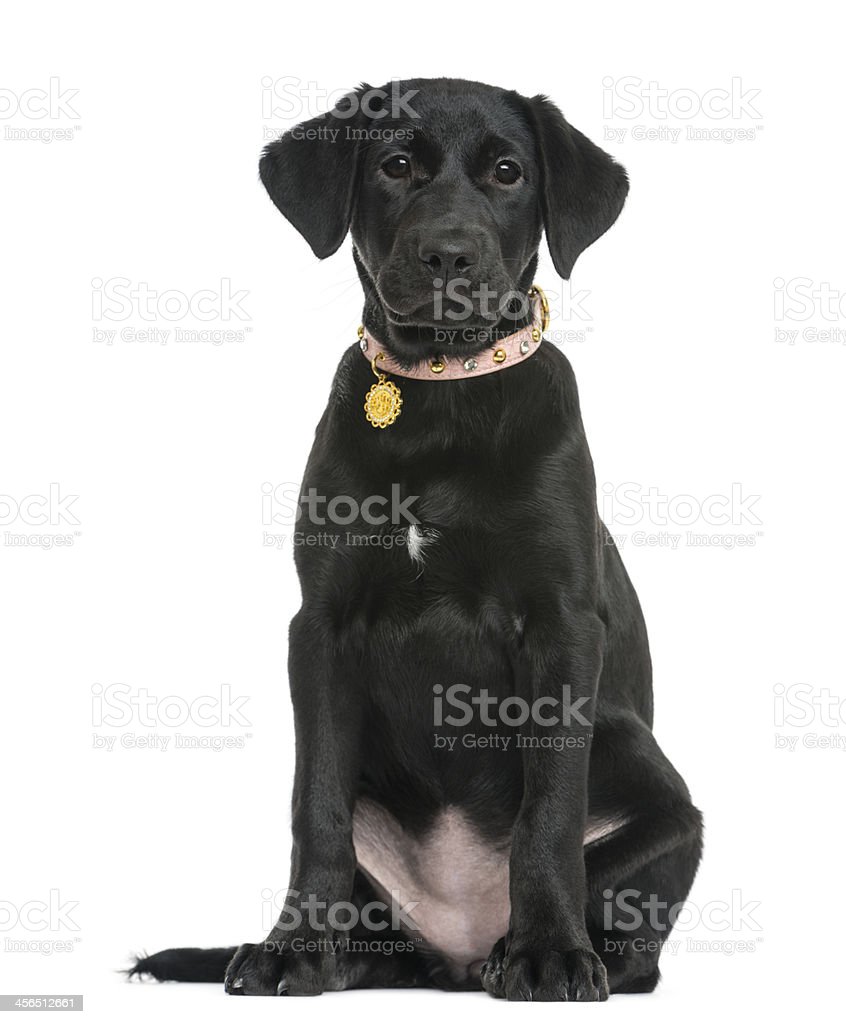 Detail Labrador Retriever Puppy Stock Photo Nomer 42