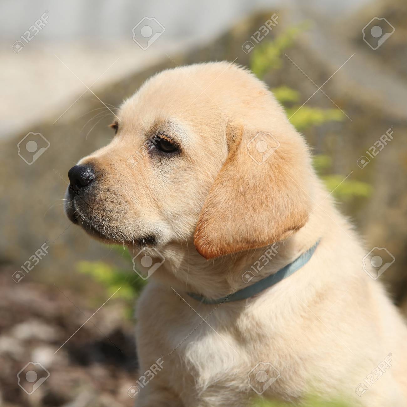 Detail Labrador Retriever Puppy Stock Photo Nomer 49