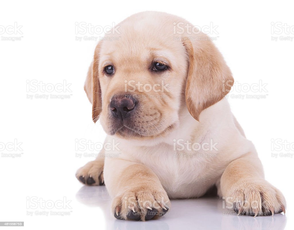 Detail Labrador Retriever Puppy Stock Photo Nomer 50