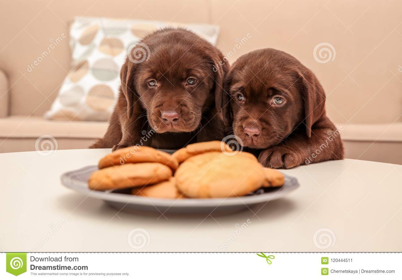 Detail Labrador Retriever Puppy Stock Photo Nomer 53