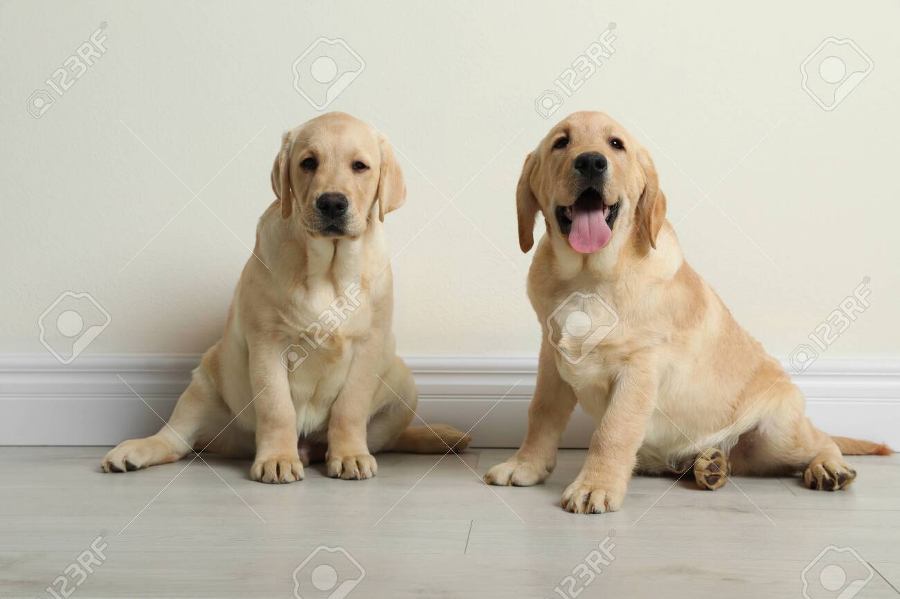 Detail Labrador Retriever Puppy Stock Photo Nomer 55