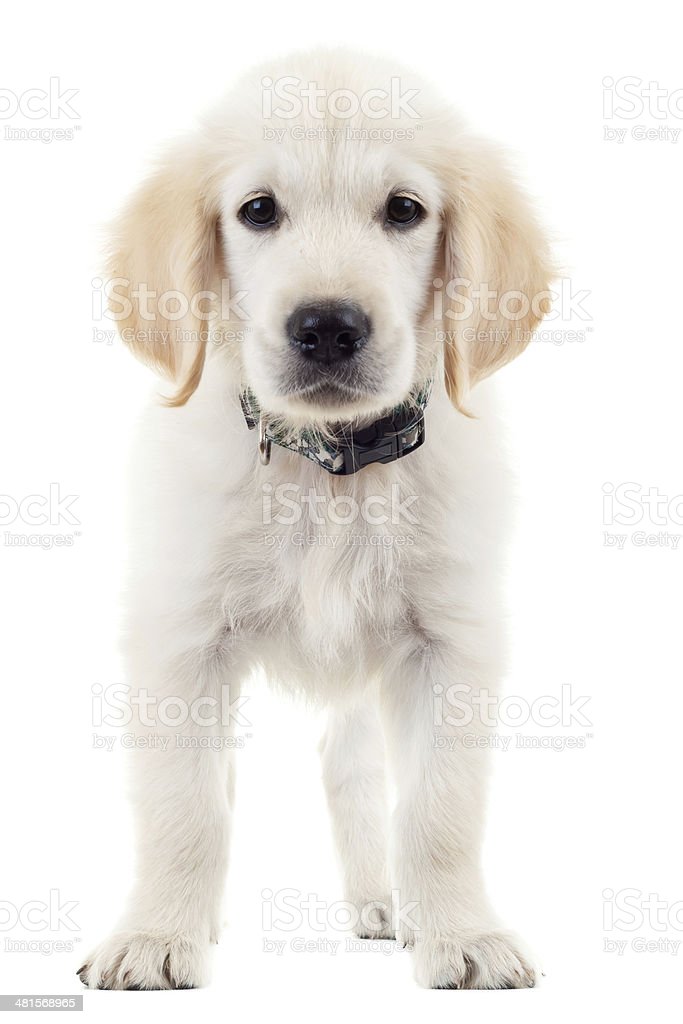 Detail Labrador Retriever Puppy Stock Photo Nomer 56