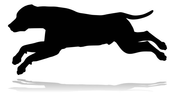 Detail Labrador Retriever Silhouette Clip Art Nomer 34