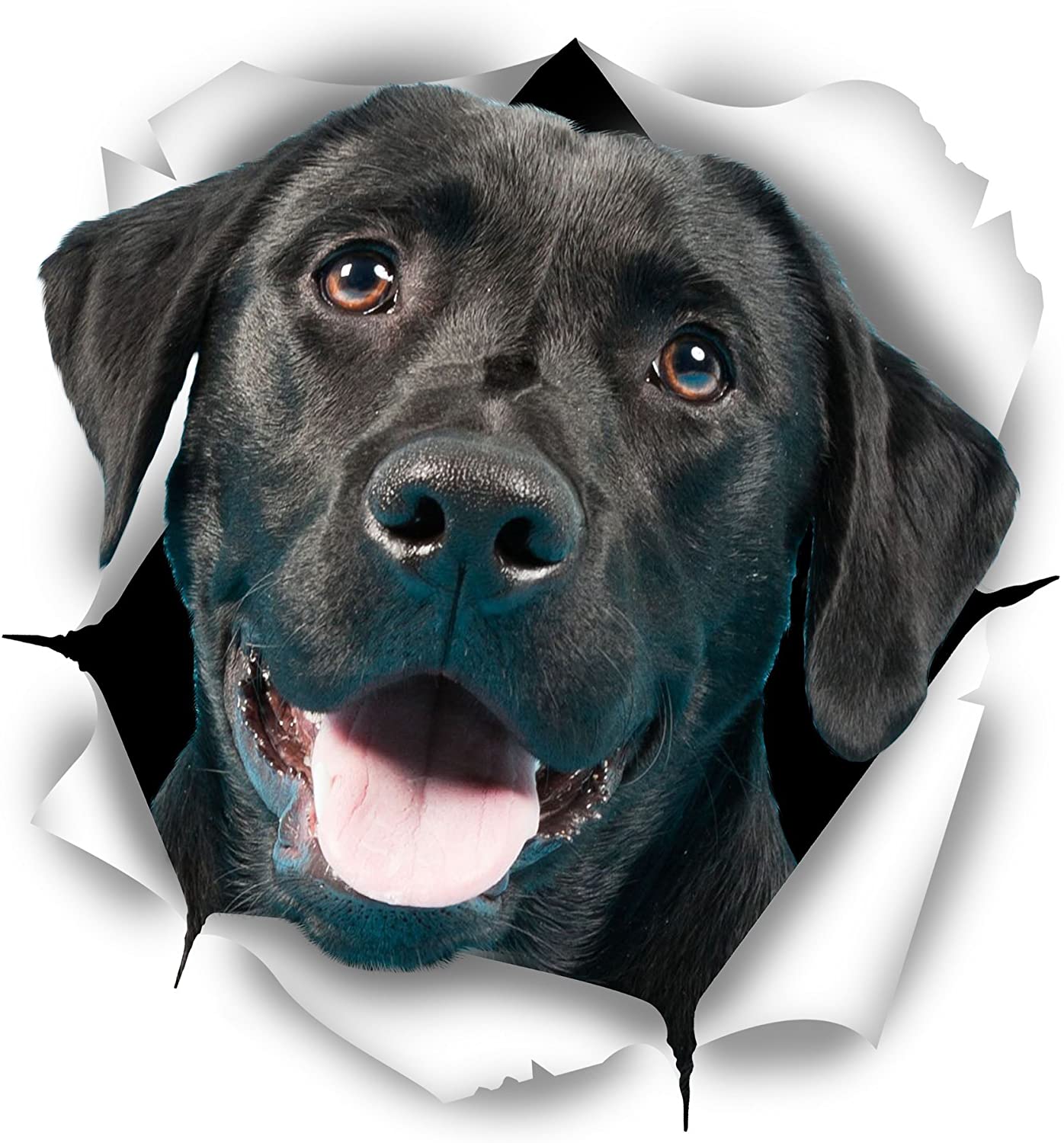 Detail Labrador Retriever Sticker Nomer 4