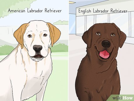 Detail Labrador Retrievers Pictures Nomer 34