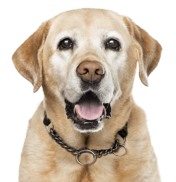 Labradors For Free - KibrisPDR