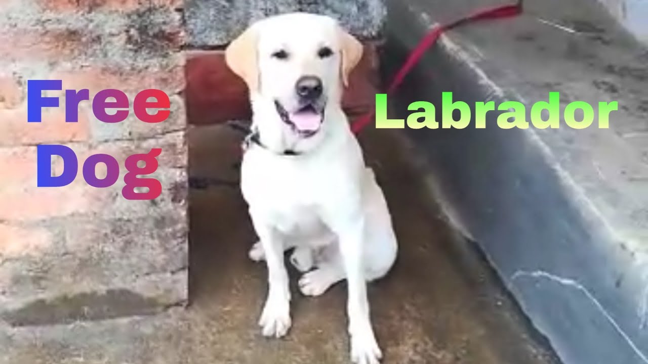 Detail Labradors For Free Nomer 55