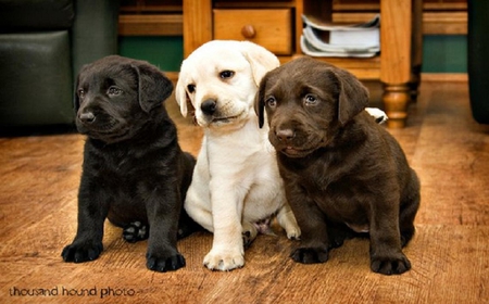 Detail Labradors Wallpapers Nomer 37