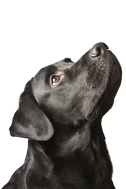 Detail Labradors Wallpapers Nomer 56