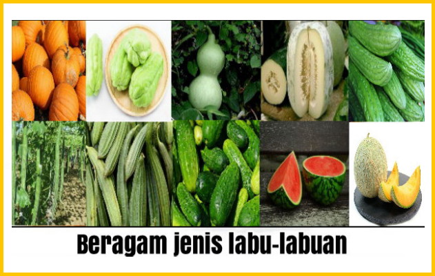 Detail Labu Buah Atau Sayur Nomer 40