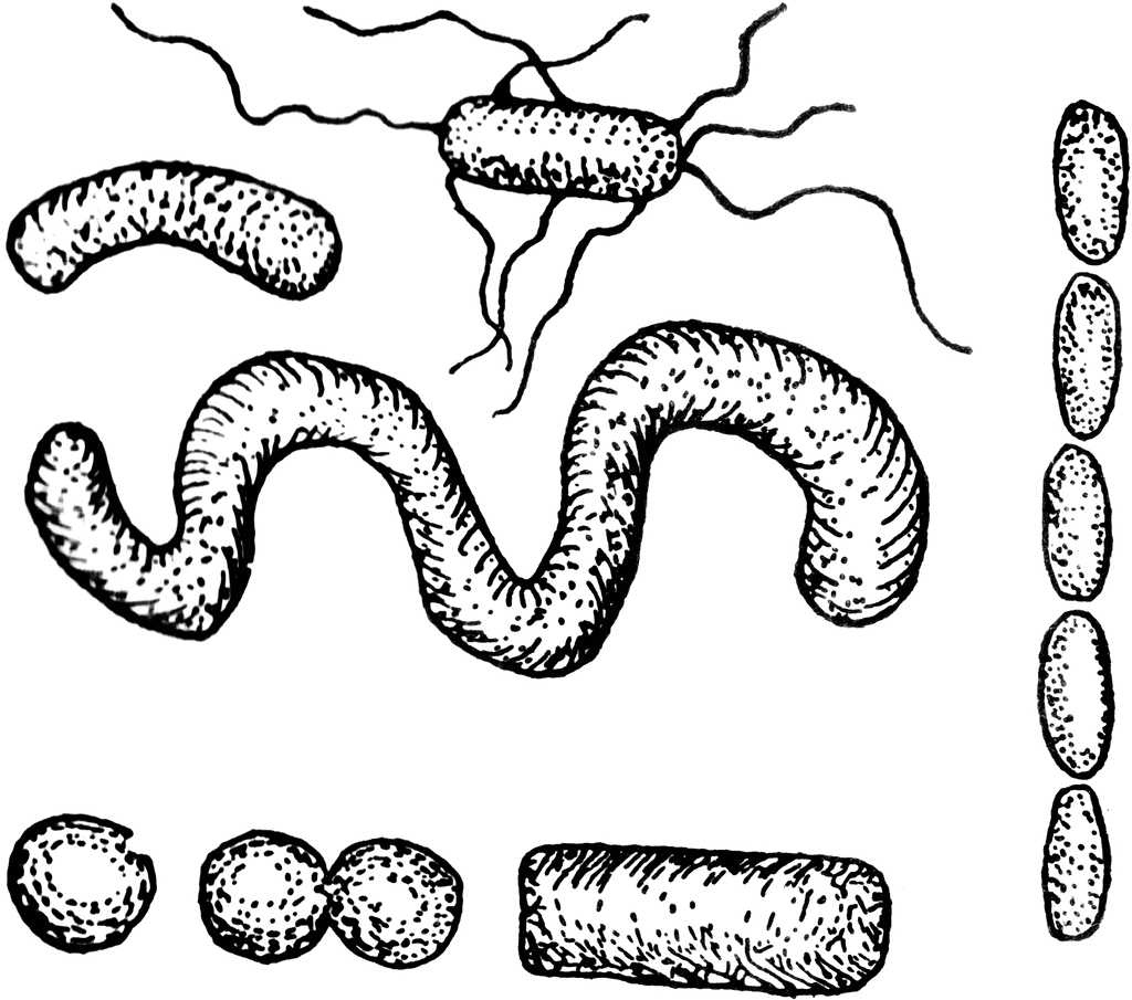 Detail Microorganisms Clipart Nomer 31