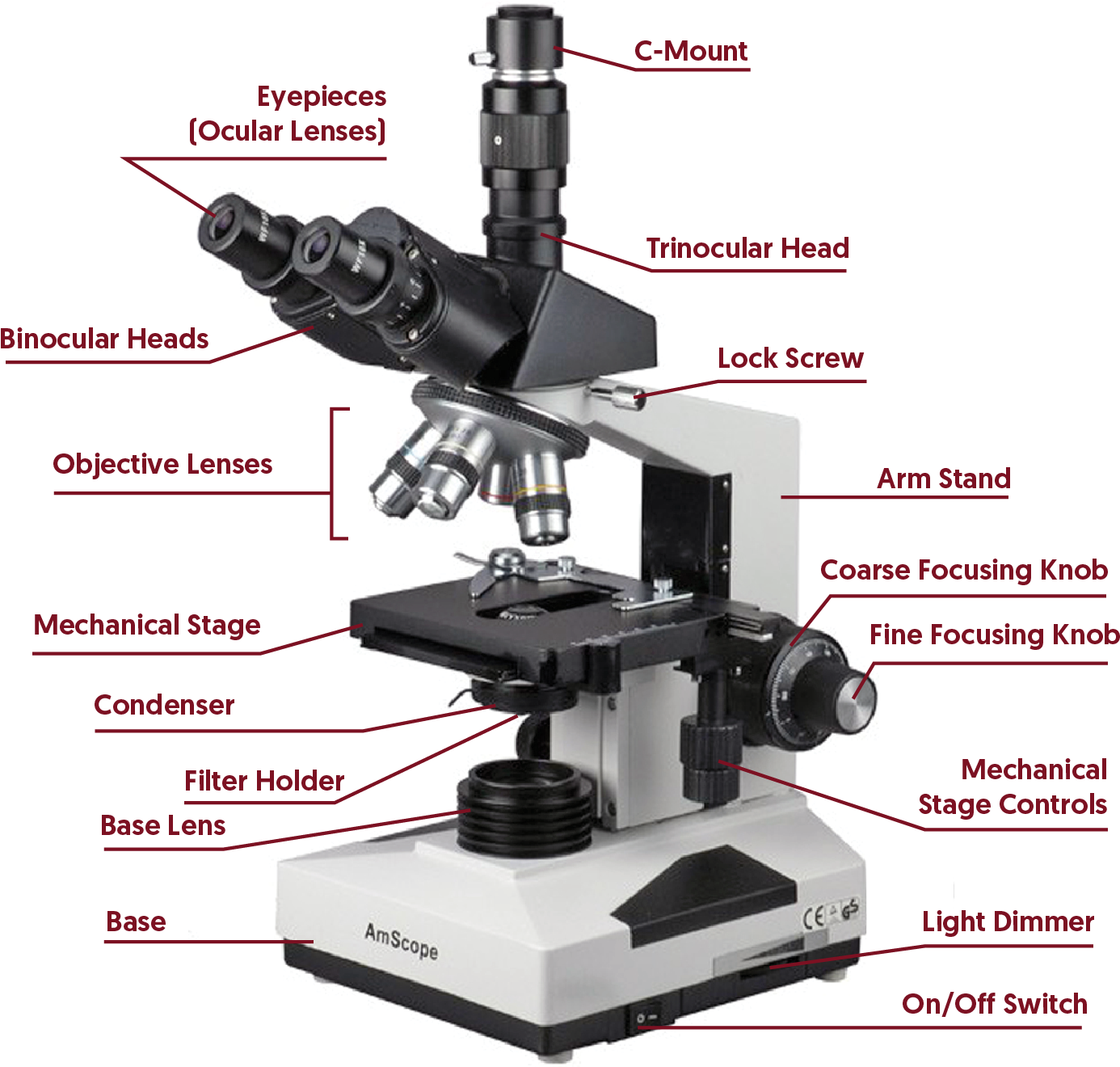 Detail Microscope Download Nomer 19