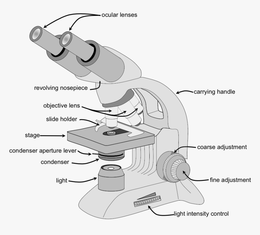 Detail Microscope Images Hd Nomer 35