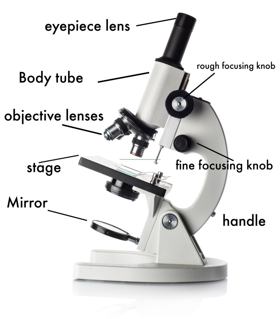 Detail Microscope Pictures Nomer 9