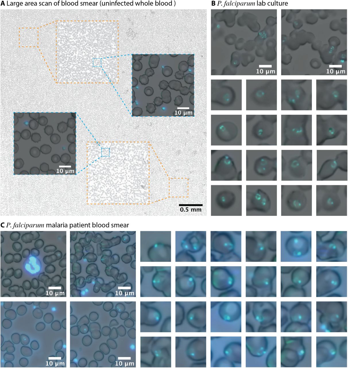 Detail Microscope Rpg Pdf Download Nomer 50