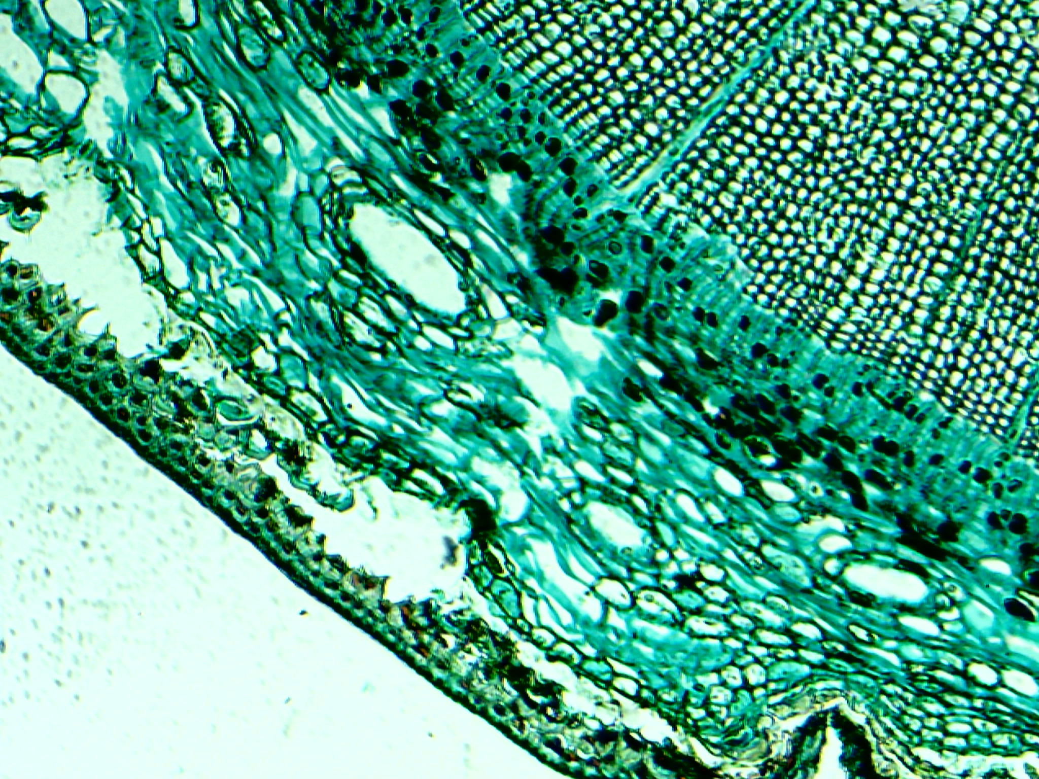 Detail Microscope Wallpaper Nomer 44