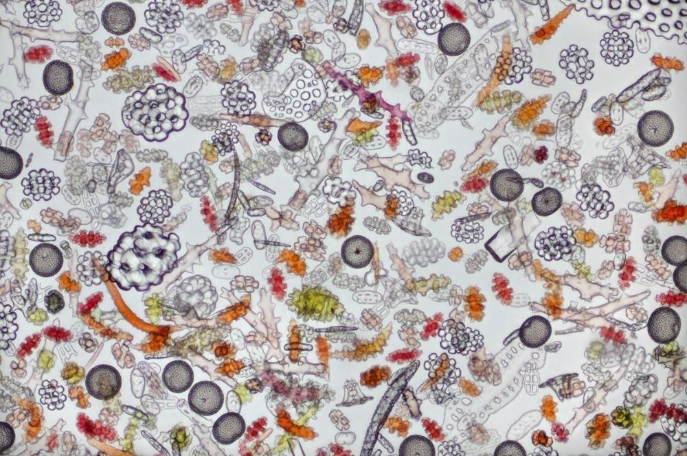 Detail Microscope Wallpaper Nomer 51