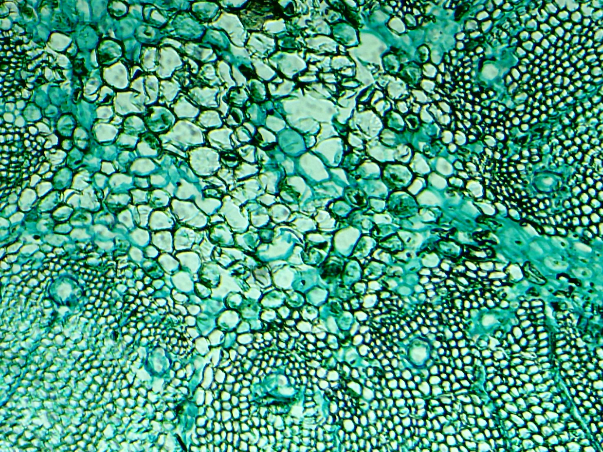 Detail Microscopy Wallpaper Nomer 11