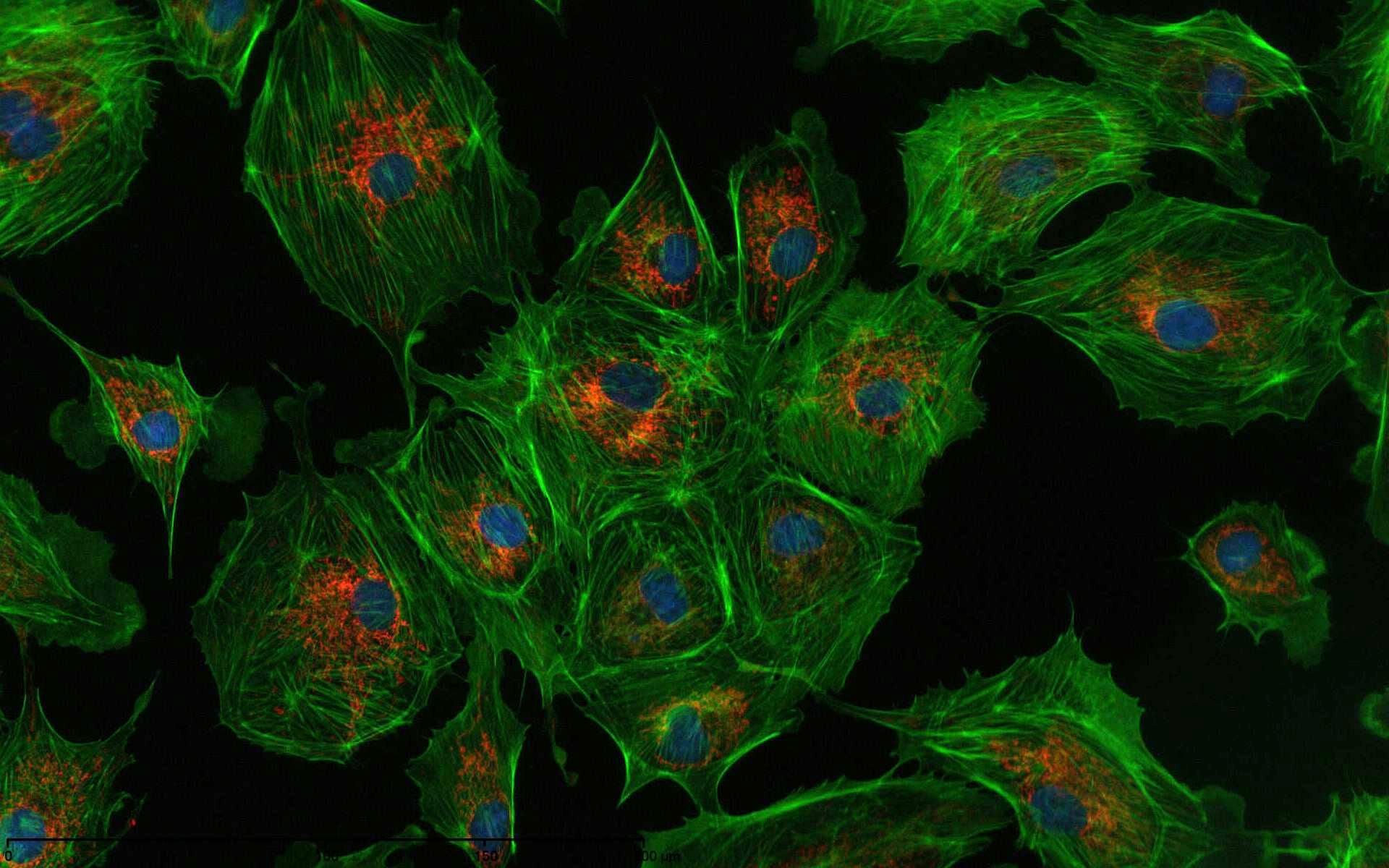 Detail Microscopy Wallpaper Nomer 3