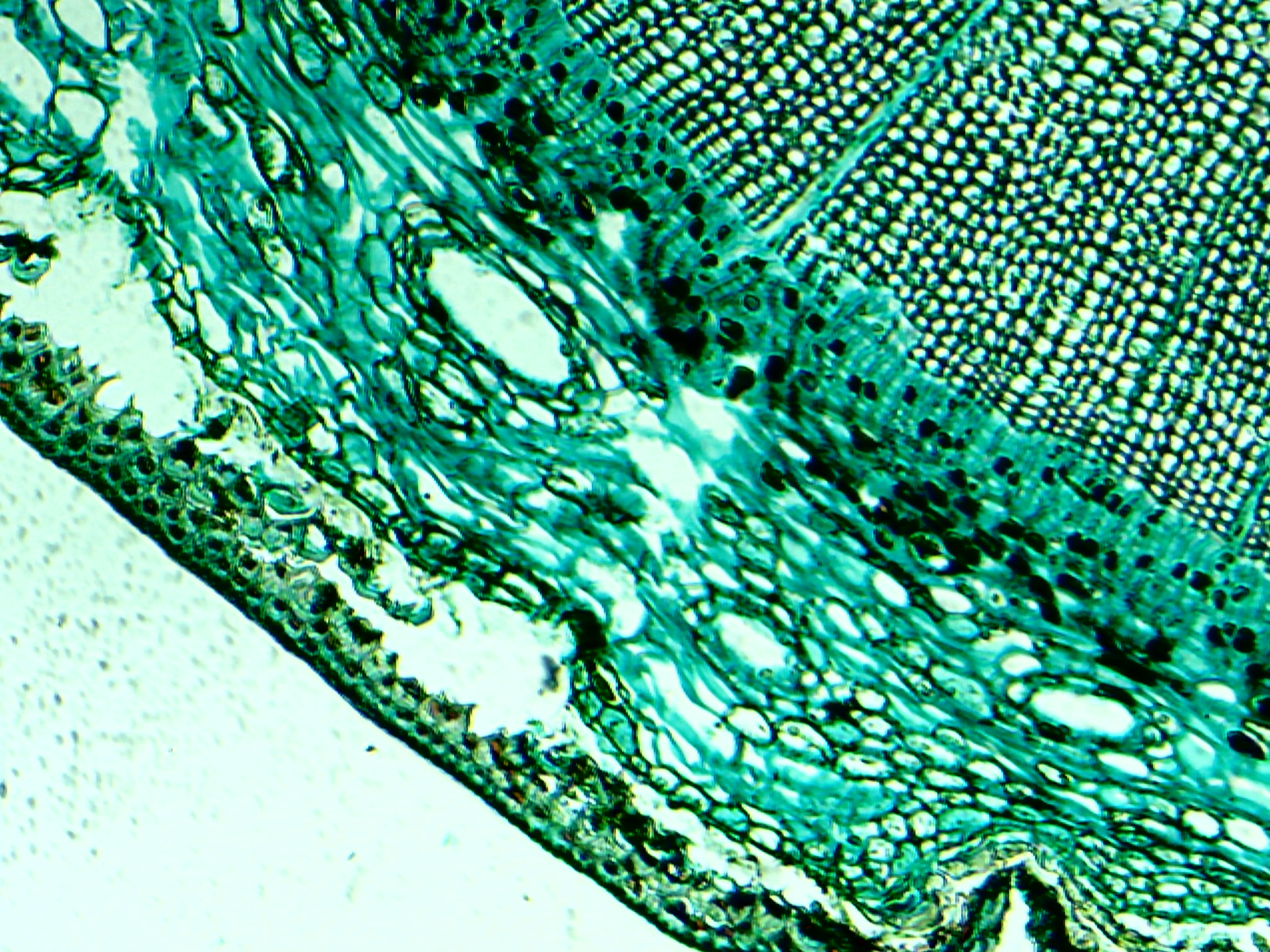 Detail Microscopy Wallpaper Nomer 23