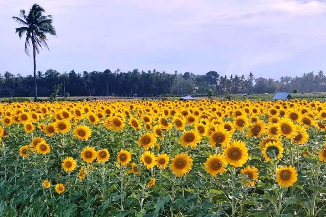 Detail Ladang Bunga Matahari Nomer 10