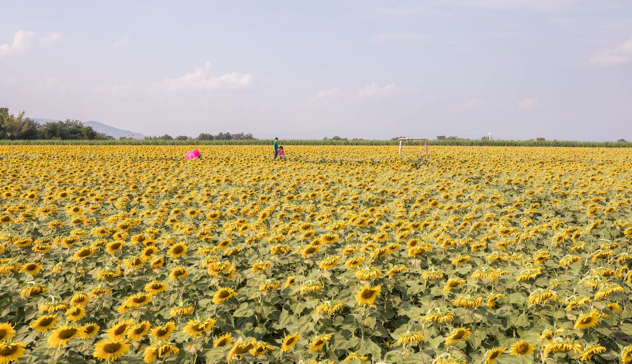 Detail Ladang Bunga Matahari Nomer 18