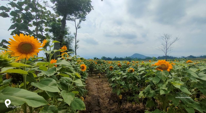 Detail Ladang Bunga Matahari Nomer 47