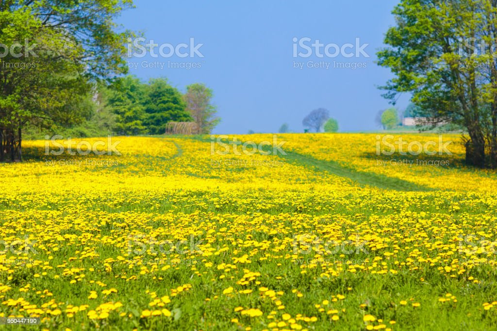 Ladang Dandelion - KibrisPDR