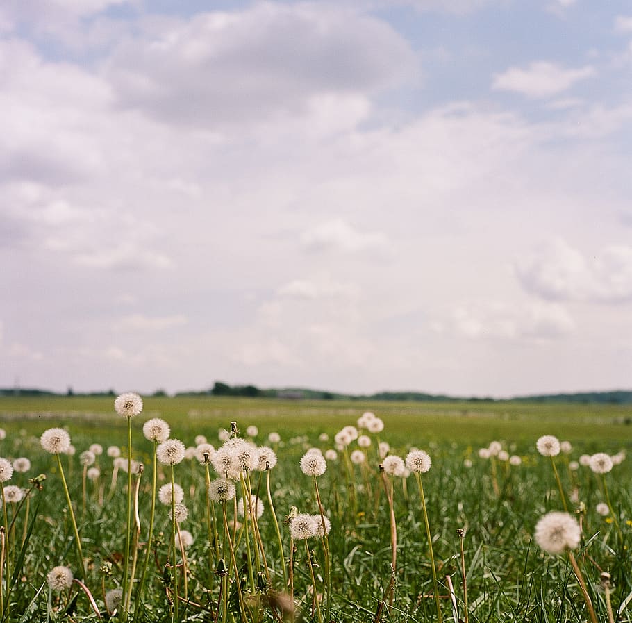 Detail Ladang Dandelion Nomer 25