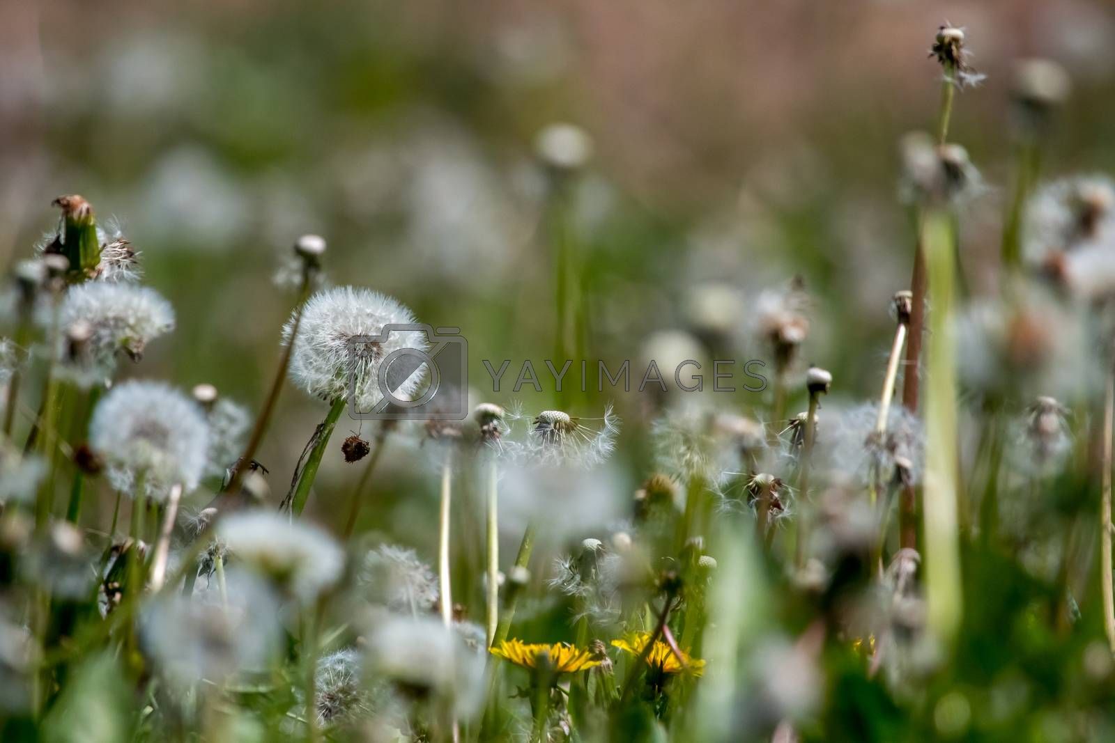 Detail Ladang Dandelion Nomer 27