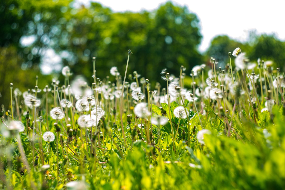 Detail Ladang Dandelion Nomer 35