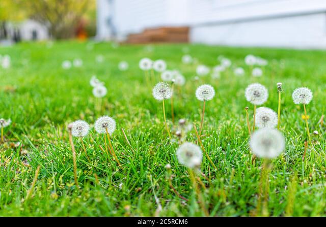 Detail Ladang Dandelion Nomer 42