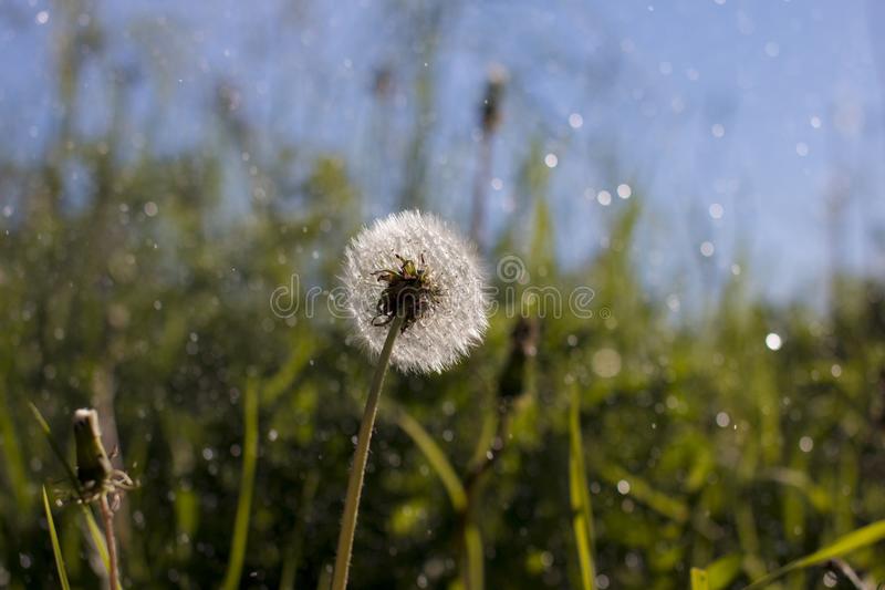 Detail Ladang Dandelion Nomer 46