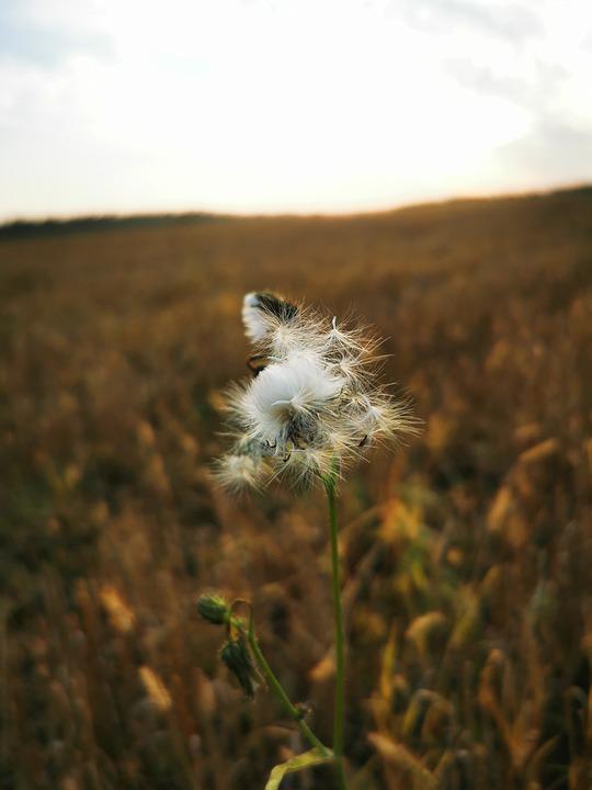 Detail Ladang Dandelion Nomer 48