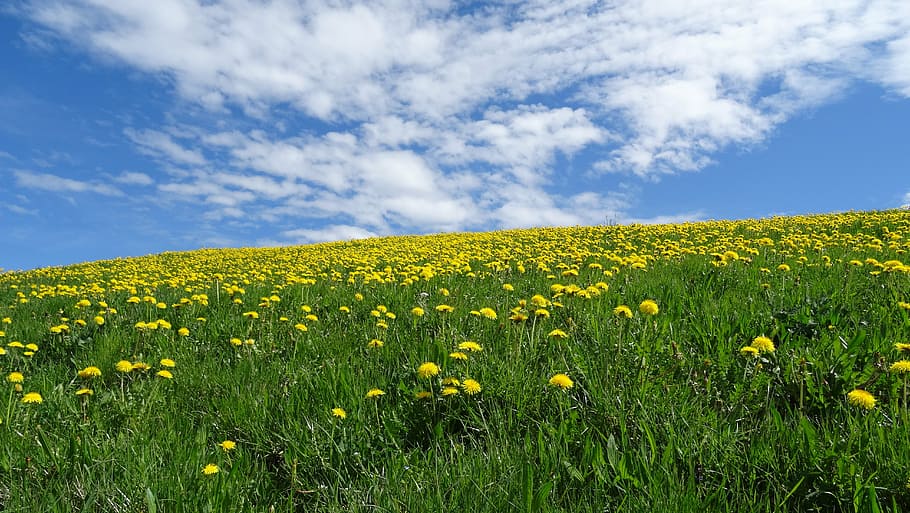 Detail Ladang Dandelion Nomer 51