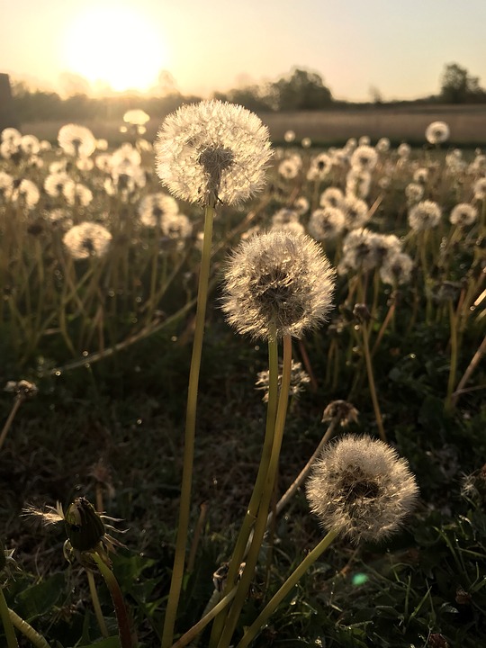 Detail Ladang Dandelion Nomer 7