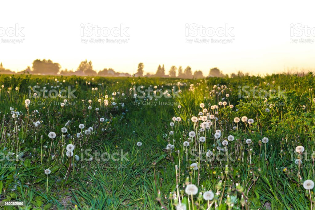 Detail Ladang Dandelion Nomer 8