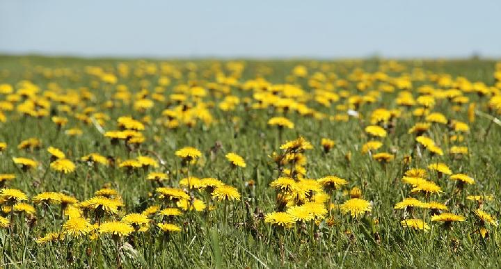 Detail Ladang Dandelion Nomer 10