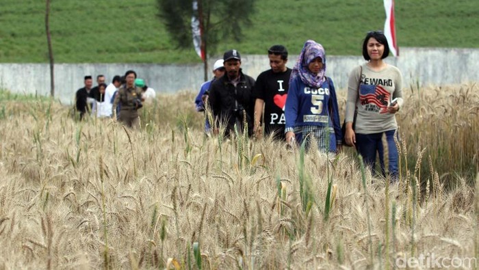 Ladang Gandum Di Indonesia - KibrisPDR