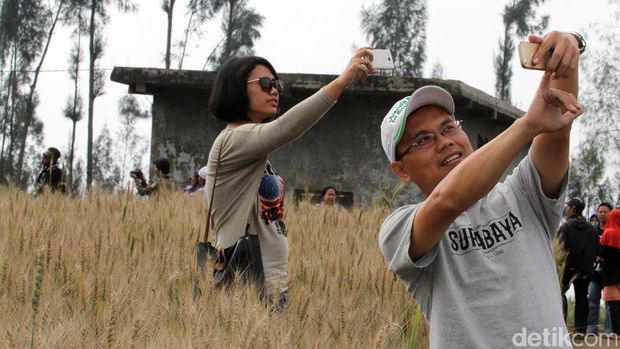 Detail Ladang Gandum Di Indonesia Nomer 17