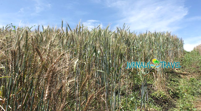 Detail Ladang Gandum Di Indonesia Nomer 5