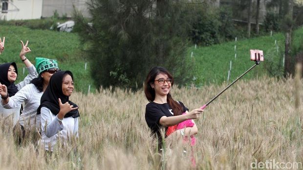 Detail Ladang Gandum Di Indonesia Nomer 7