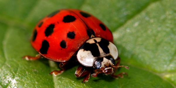 Detail Lady Bug Image Nomer 13