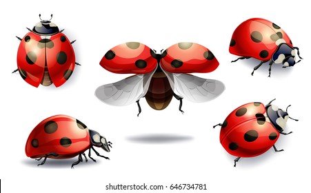 Detail Lady Bug Image Nomer 17