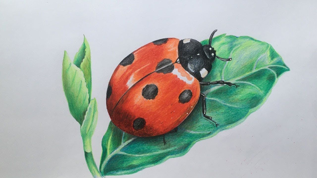 Detail Lady Bug Image Nomer 29