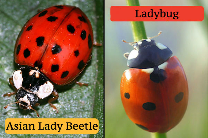 Detail Lady Bug Image Nomer 33