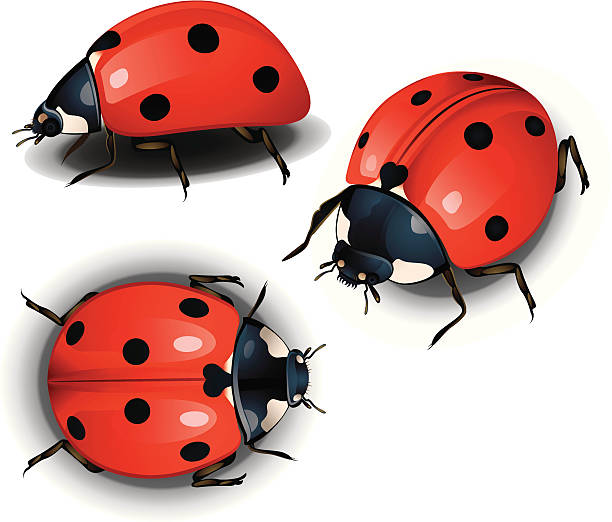 Detail Lady Bug Image Nomer 35