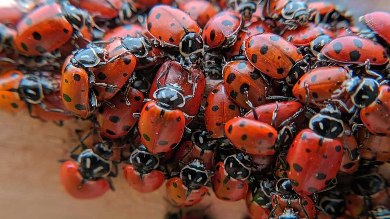 Detail Lady Bug Image Nomer 37