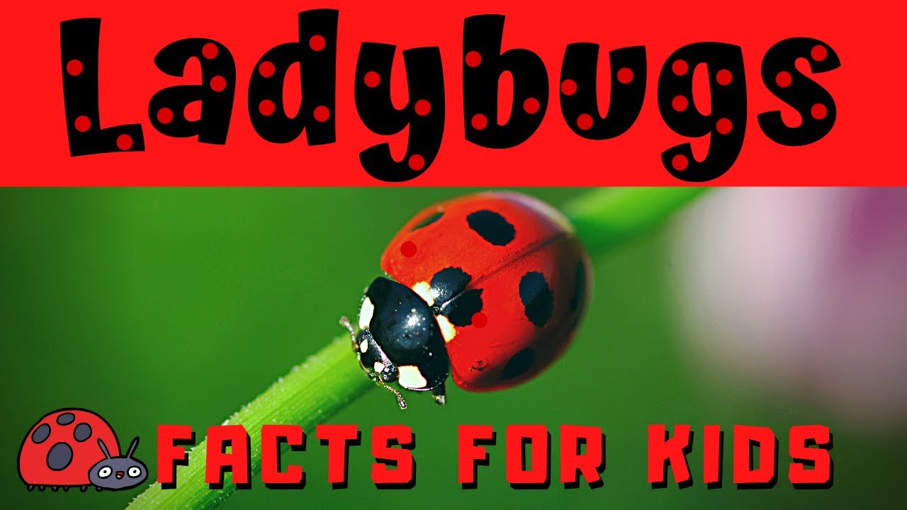 Detail Lady Bug Image Nomer 39