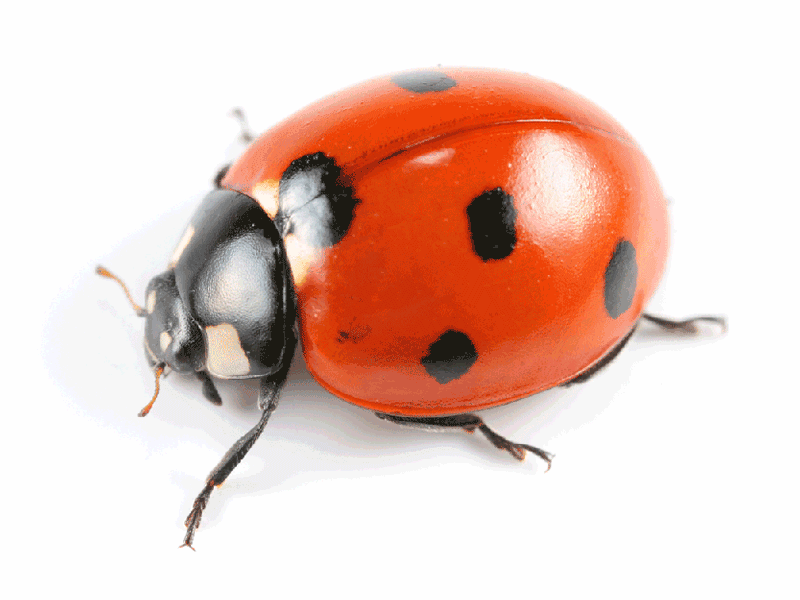 Detail Lady Bug Image Nomer 6